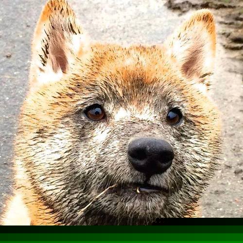 悬崖边的交响曲—浓眉关键封喉，开拓者抢出生死战门票