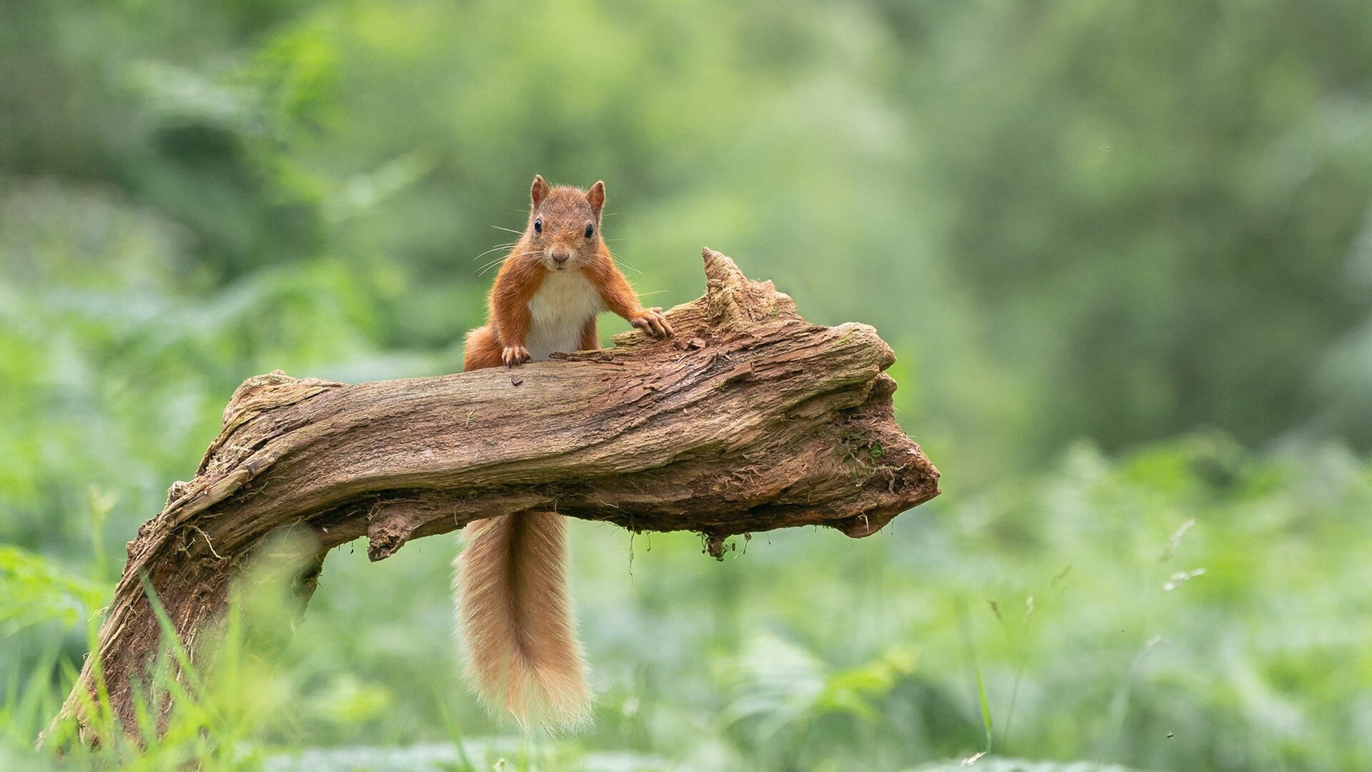 雷霆新生代撕裂钢铁丛林，那个压垮北境之王的奇迹之夜