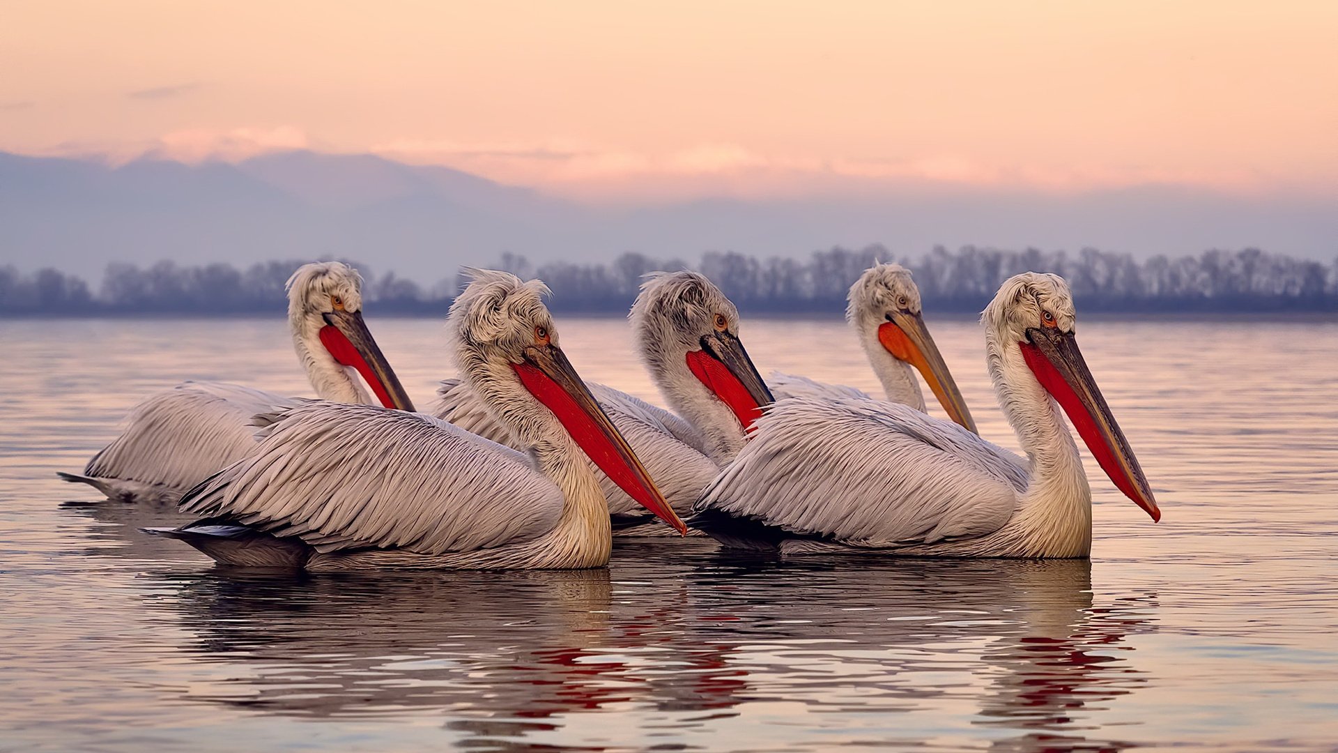 新王与叛军，字母哥的暴力美学，热火的窒息反杀