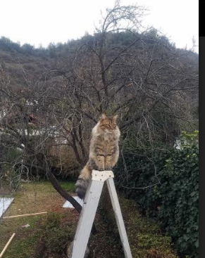 巴斯克猎场与蔚蓝海岸的对决，黄喜灿连续突袭撕裂尼斯防线