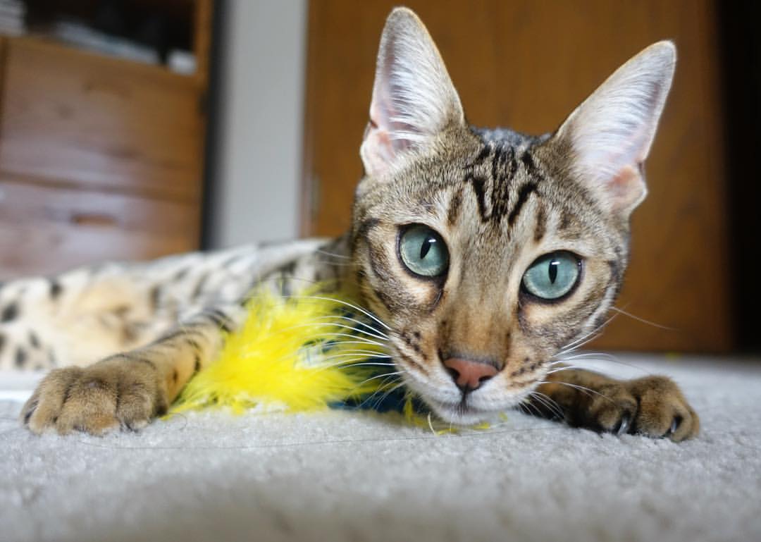 足球的两种极致，2014的洪流与2023的魔法