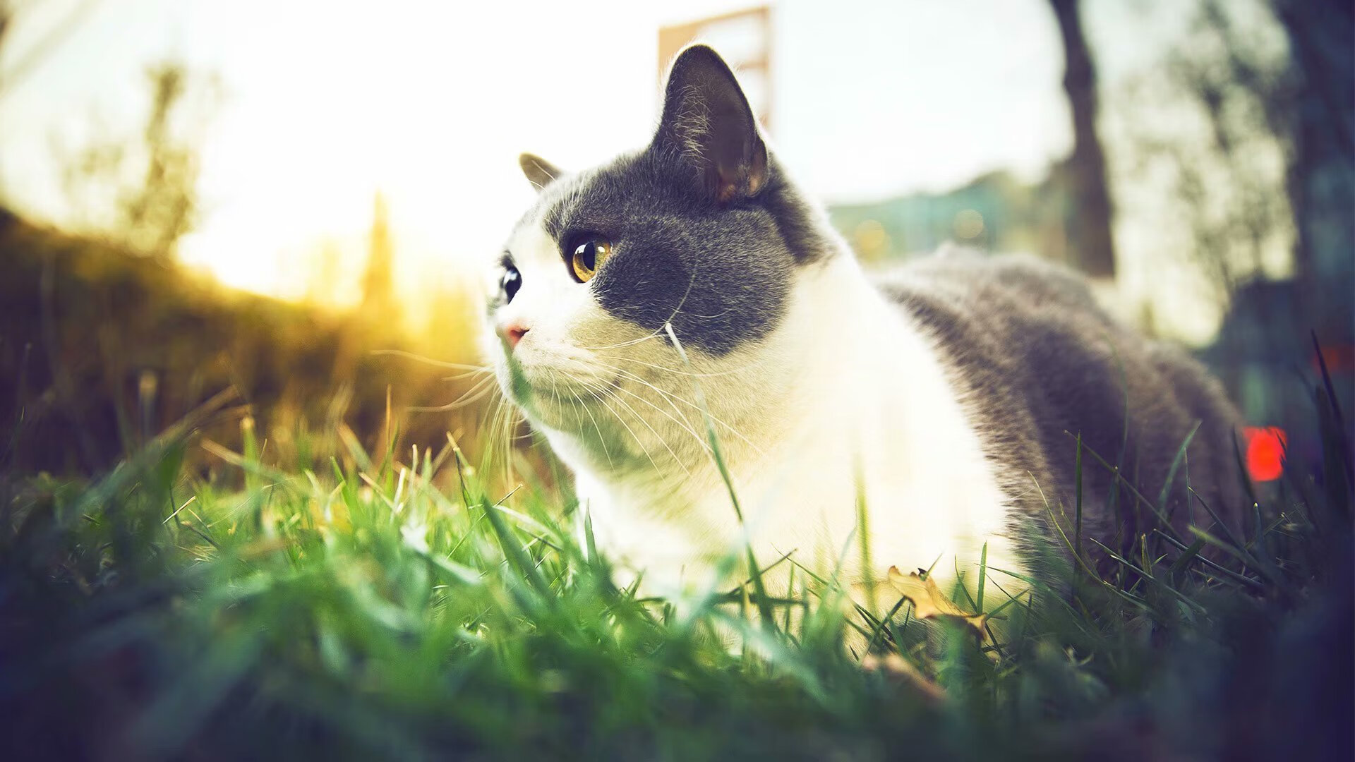 恩佐的智慧绞杀与安哥拉的逆流而上，当核心大脑遭遇团队洪流