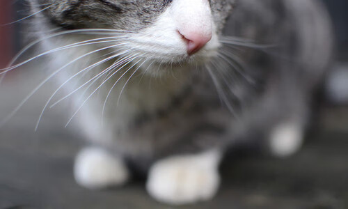 双城记，广东鏖战破火箭，恩比德脚步成东方教科书