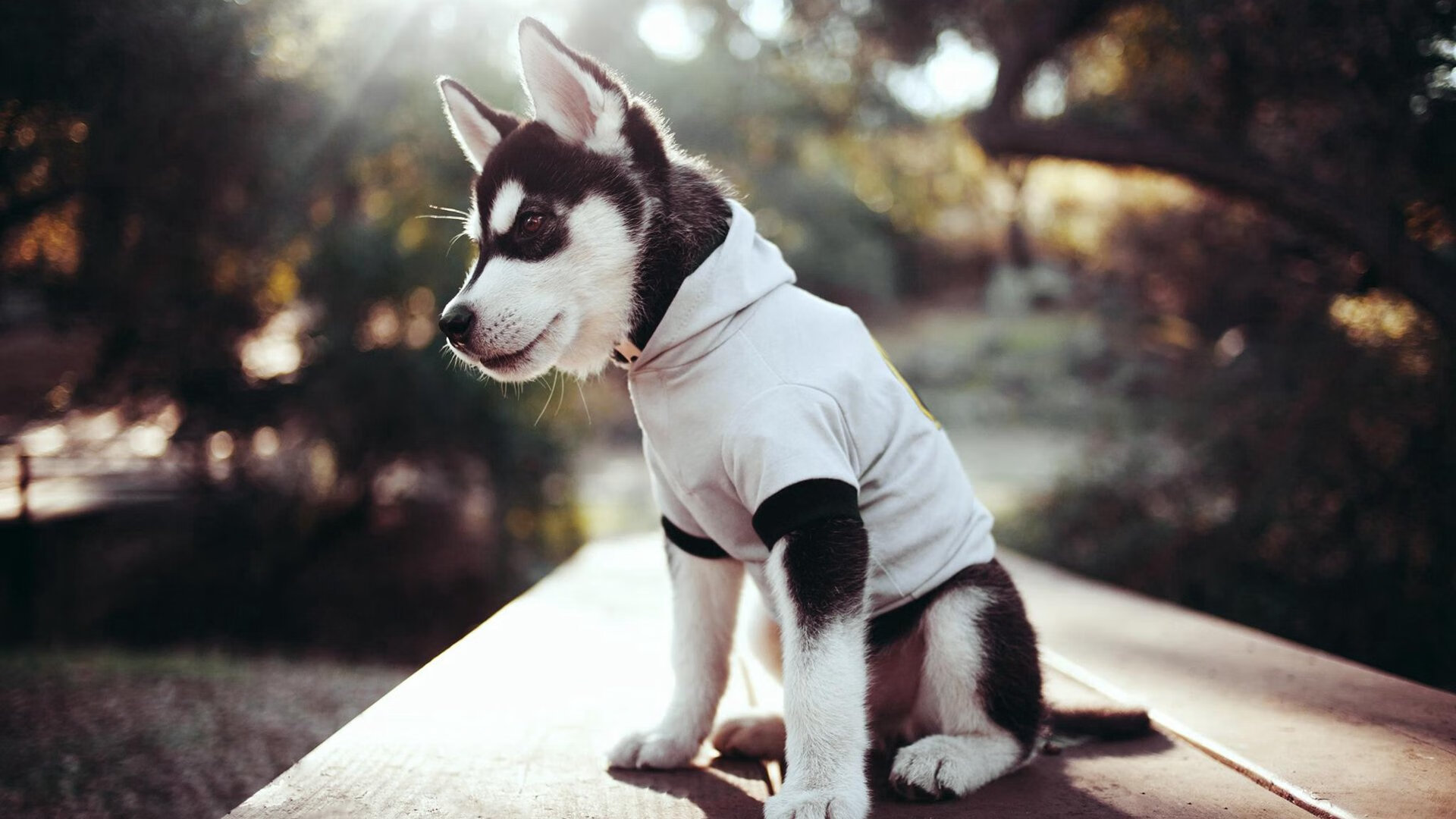 独行侠封锁公牛，杜兰特比赛走势一手掌控