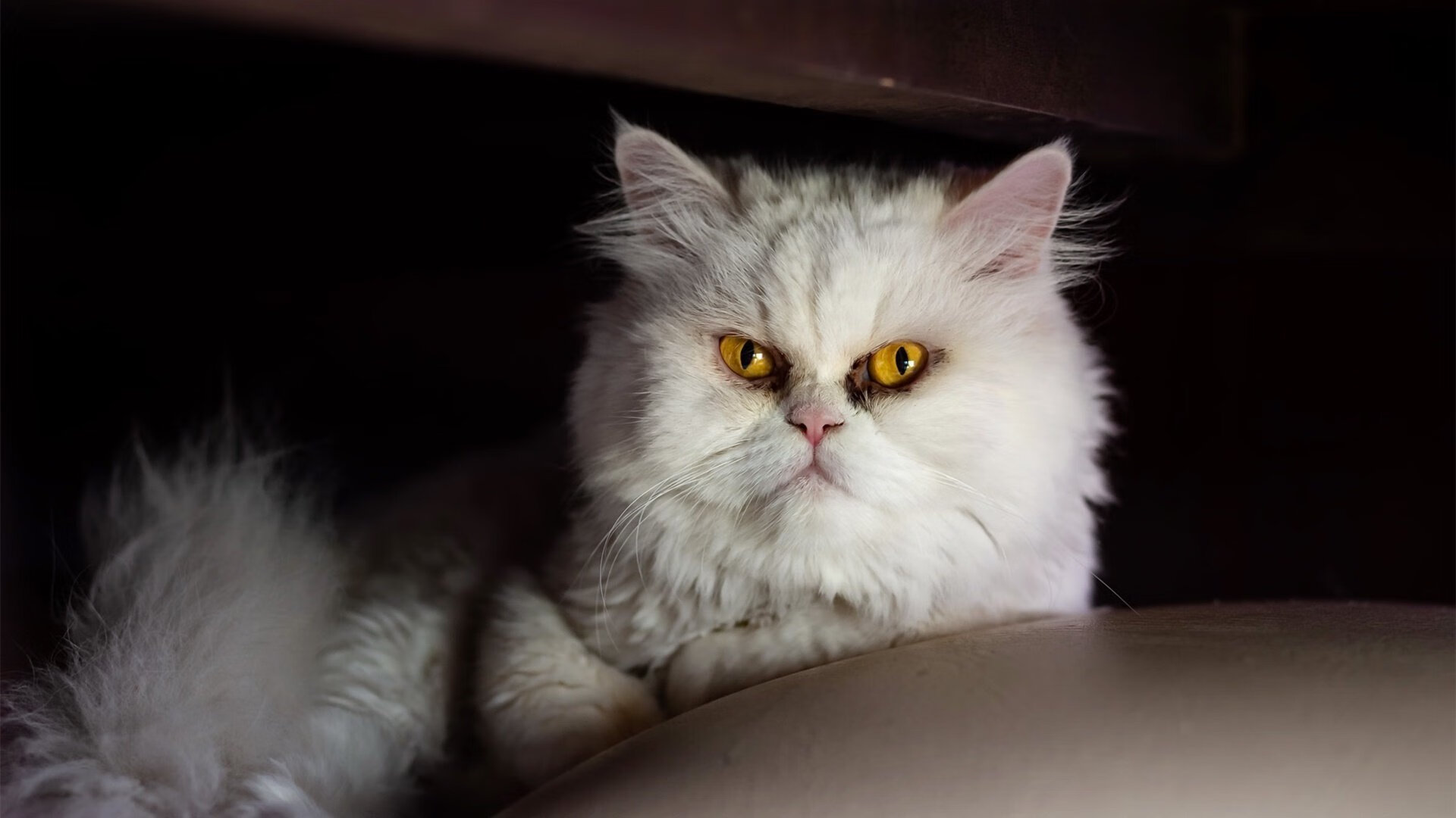 今夜唯一的基耶萨,当梅西与C罗的记忆褪色,新王定义欧冠决赛之夜