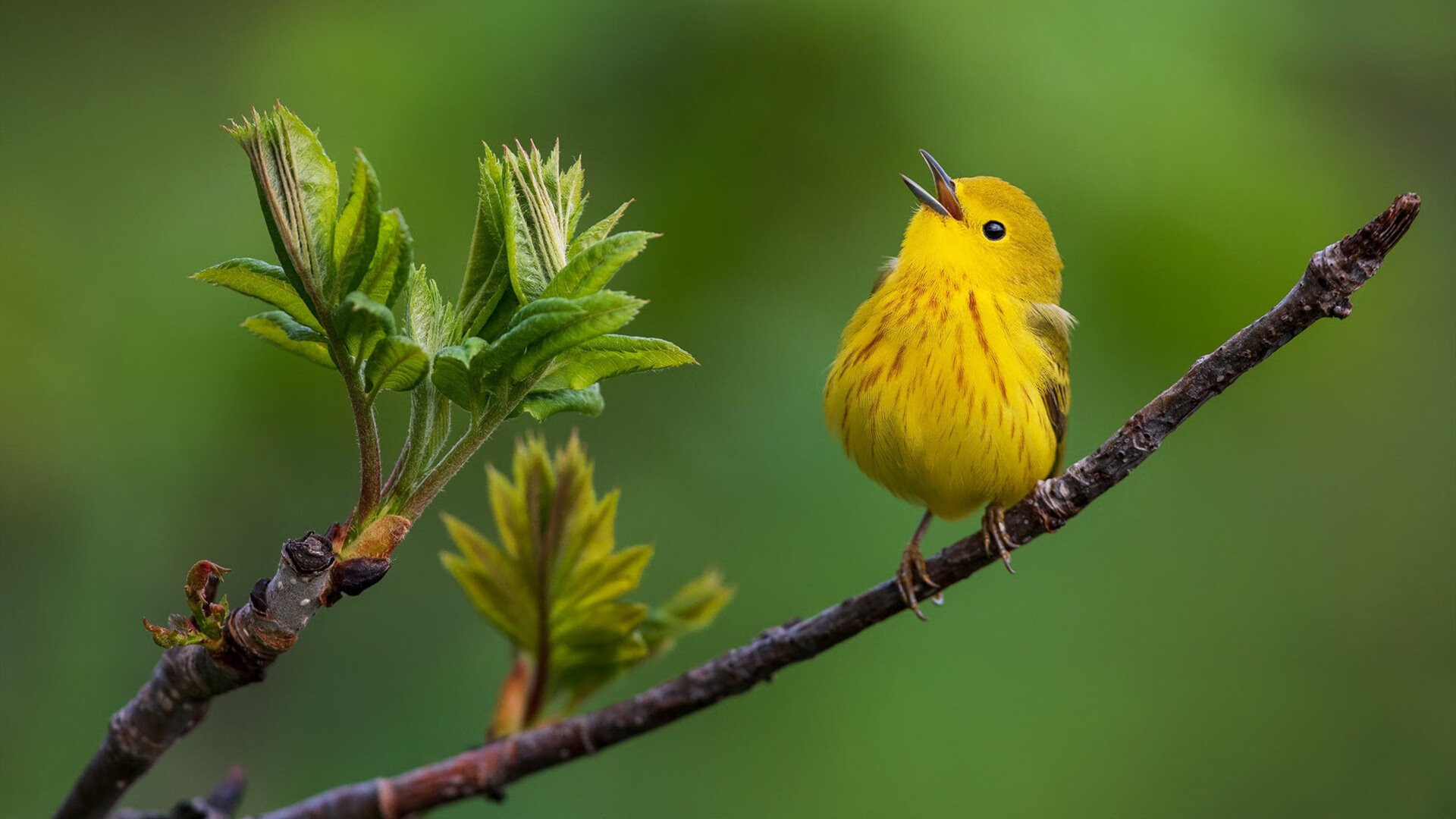 当上海男篮遇上费城谜题,马克西用一场比赛讲述英雄的诞生