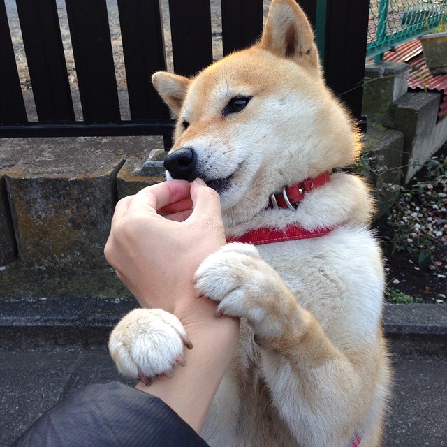 爱德华兹五分钟独舞击碎悬念，上海队如何被一人之力提前终结比赛