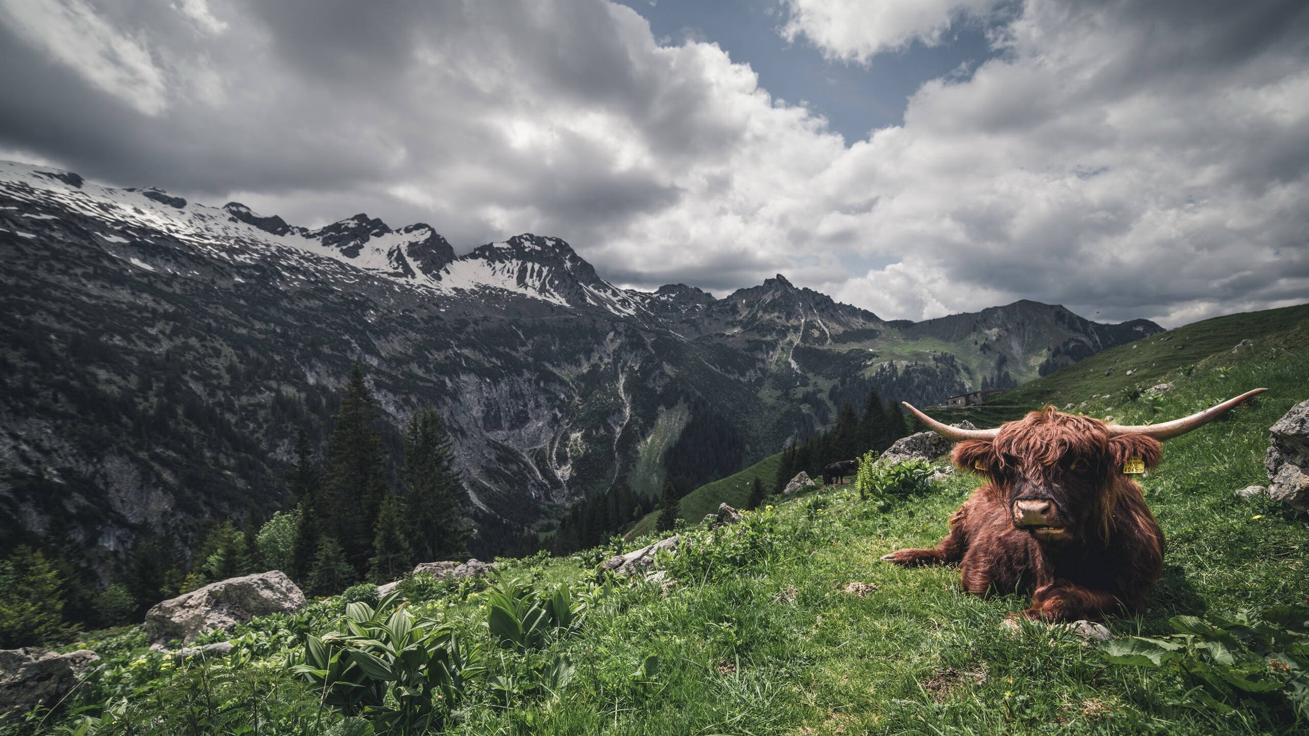 高原神话与青春风暴，加维刷新纪录之夜，新西兰如何破解玻利维亚密码？