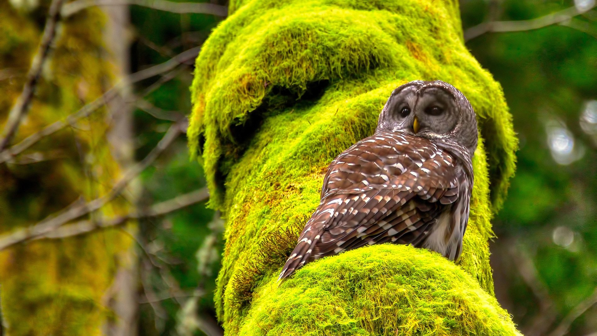 铁闸与圣火，坎特奥运前哨战的蓝桥宣言