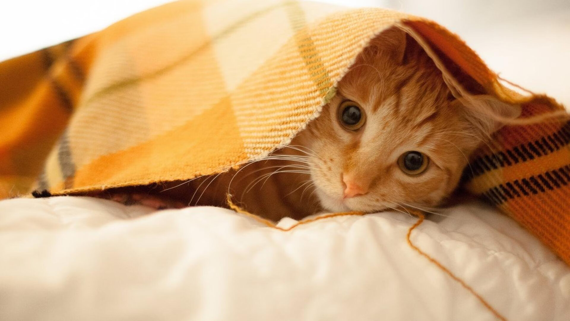 篮球的终极答案，北京压哨与爱德华兹接管