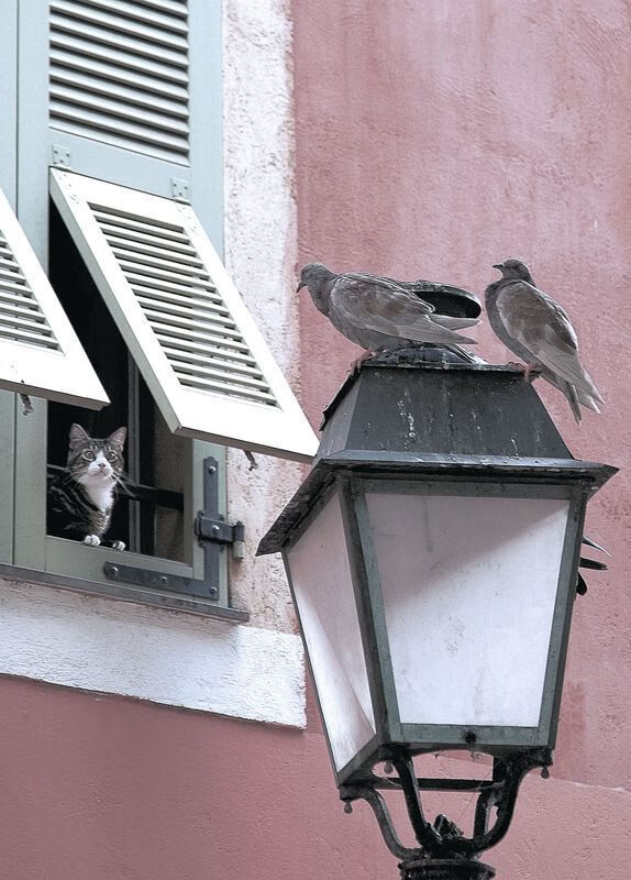 罗德里爆发！哥伦比亚神锋摧毁罗马防线，提前终结晋级悬念