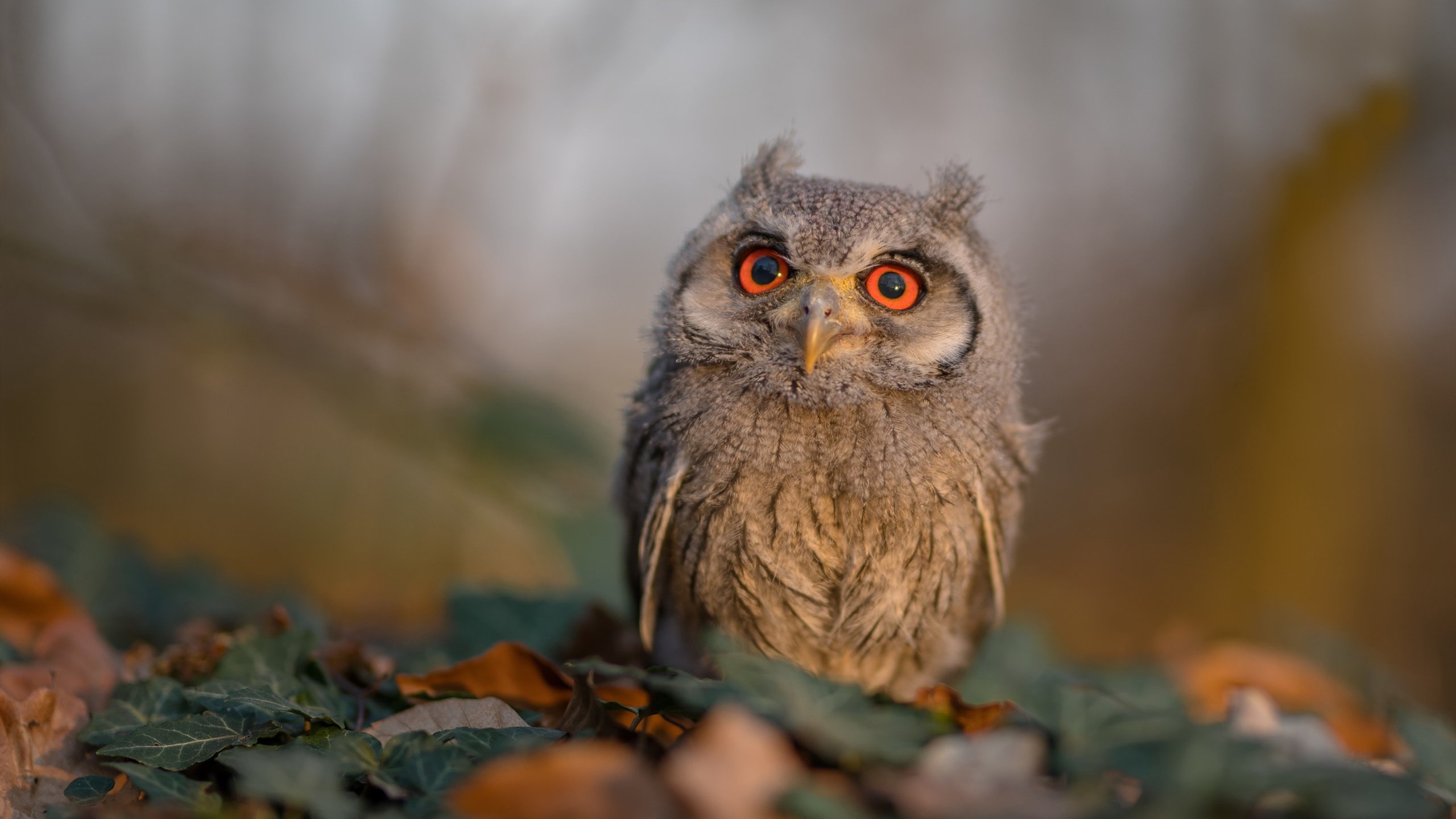 微型世界大战,快船横扫活塞,NBA世界排名争夺战悄然升温