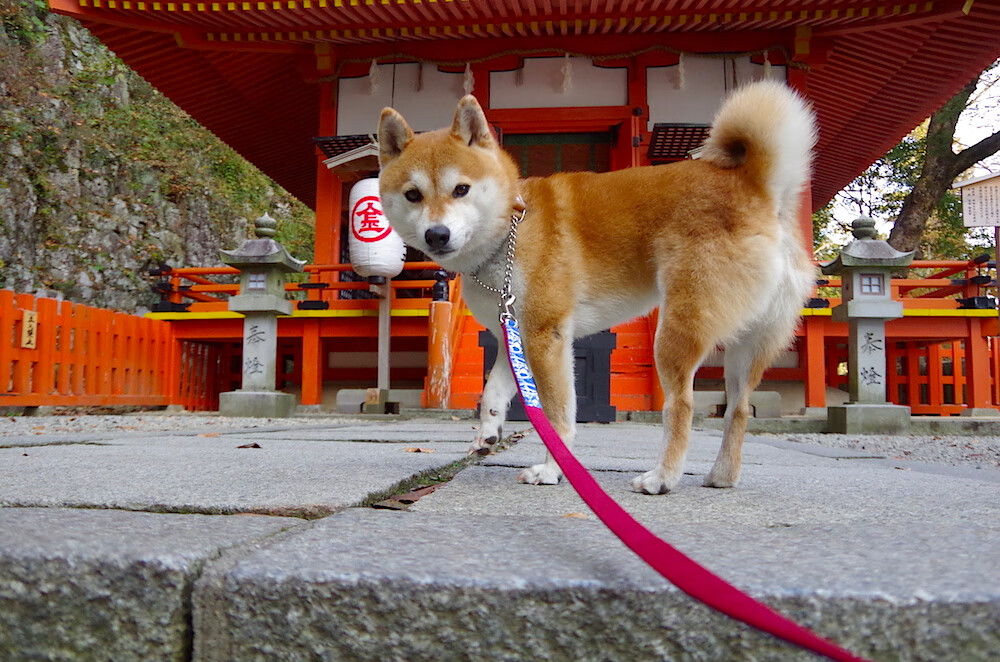 跨界史诗对决！克莱·汤普森数据全面爆炸，马刺与辽宁队上演篮球传奇