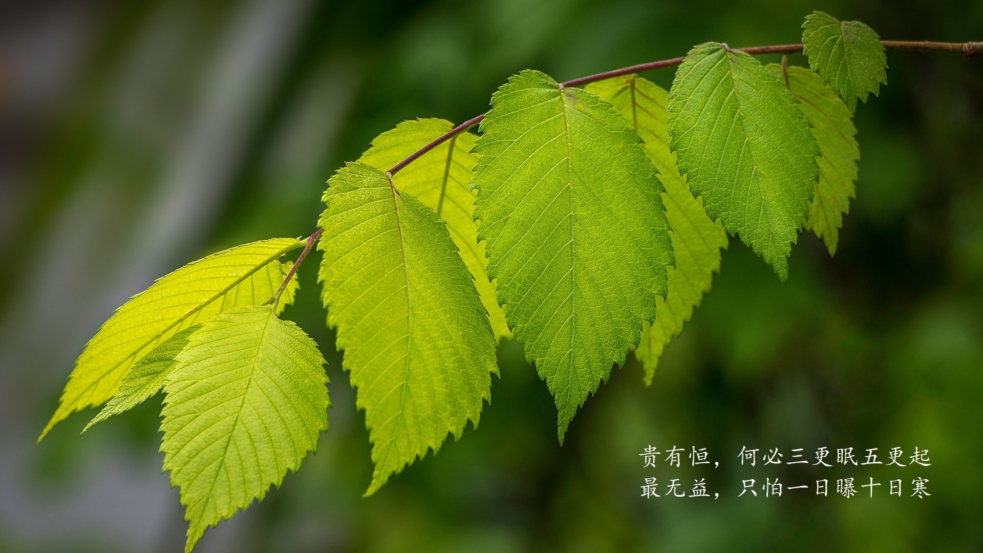 孤星耀世,当努涅斯在2026世界杯B组波兰vs伊朗之战中,书写唯一不可复制的传奇