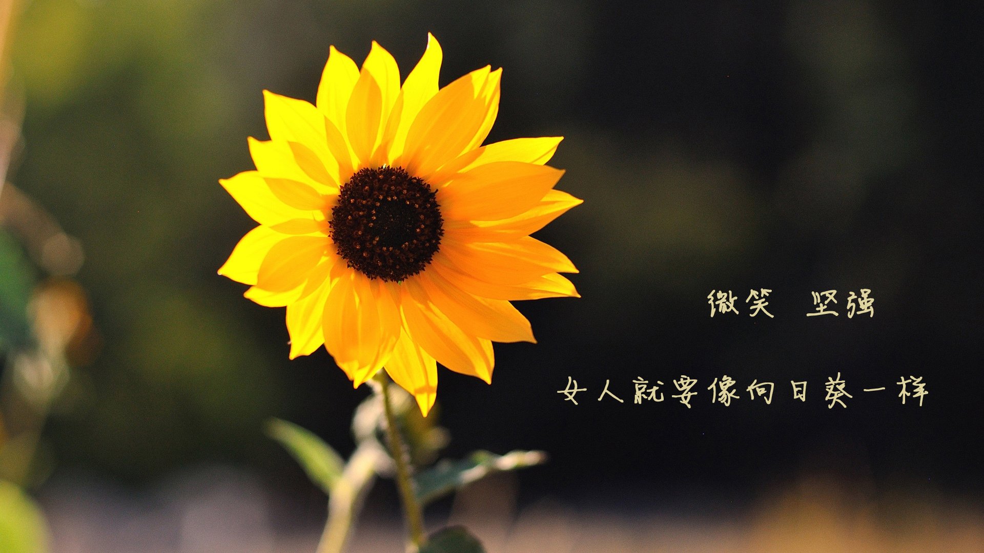 宿命逆转，2026世界杯H组强强对话，伊朗完胜巴西，费利克斯闪耀全场，进攻端爆发改写足球版图